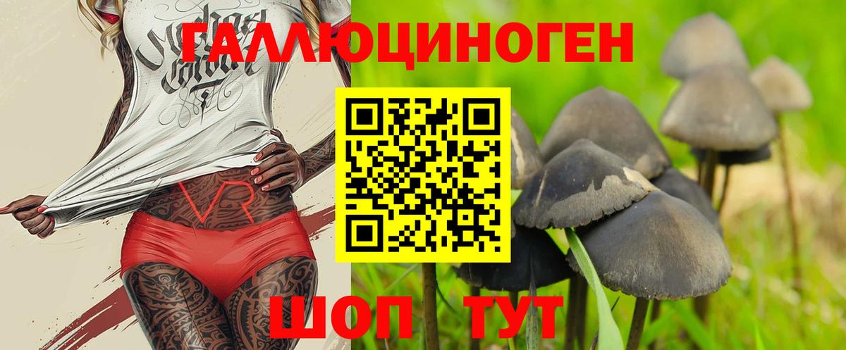 Псилоцибиновые грибы Psilocybine cubensis Тобольск